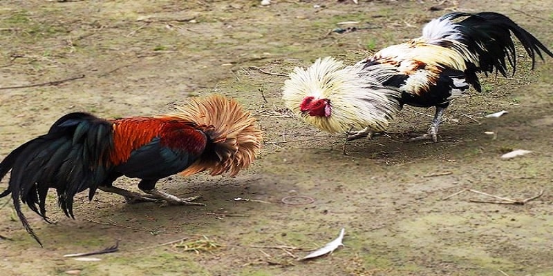 Những giống gà tre phổ biến để thi đấu