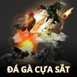 đá gà cựa sắt