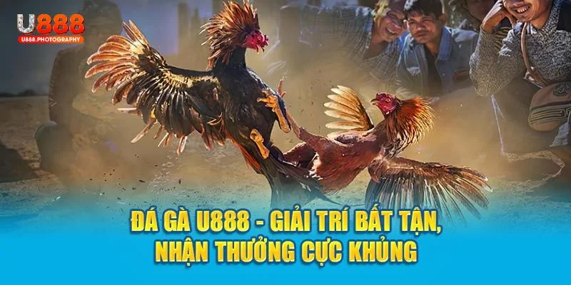 Các lưu ý giúp bạn tham gia sân chơi đá gà hiệu quả